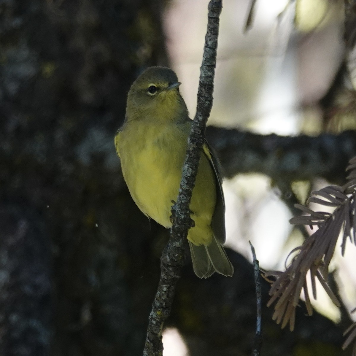 Steller's Jay - ML646147538