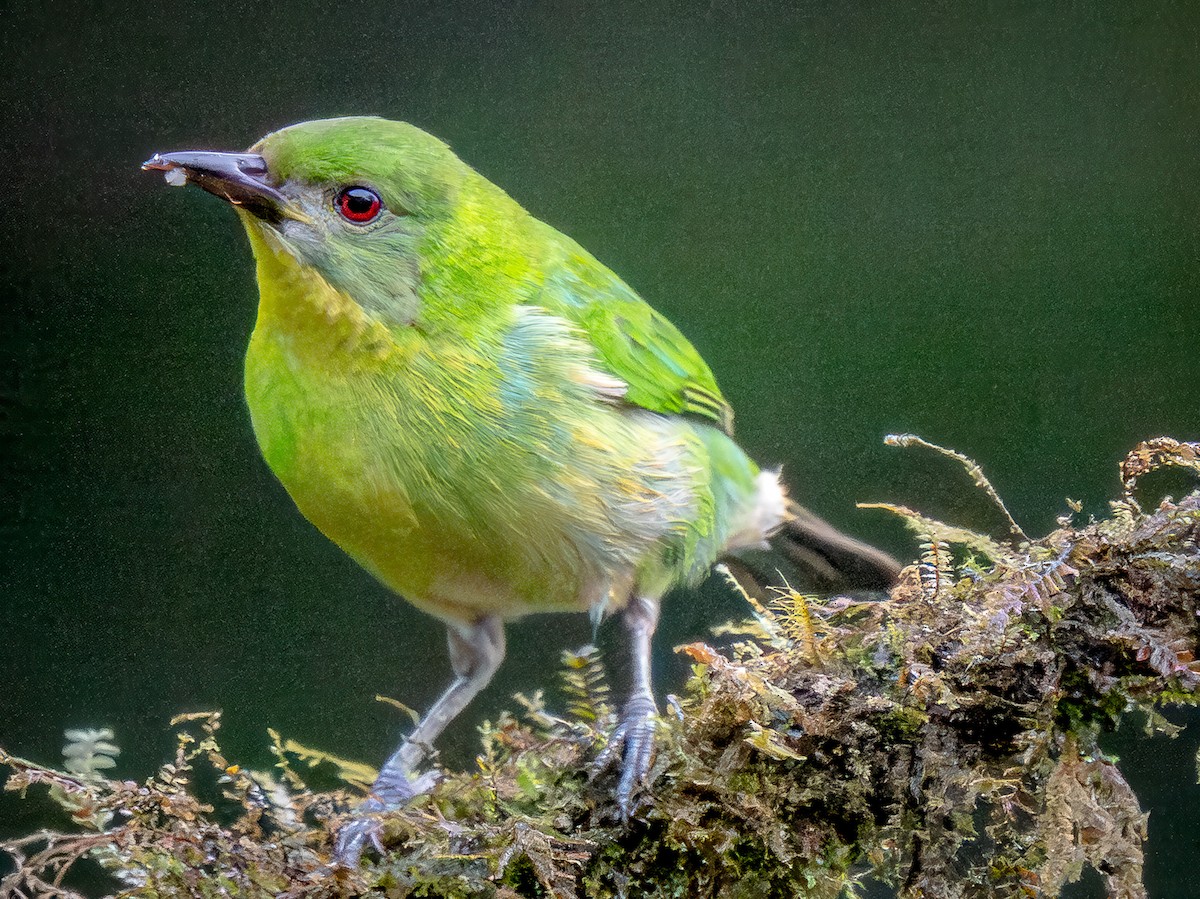 Green Honeycreeper - ML646147539