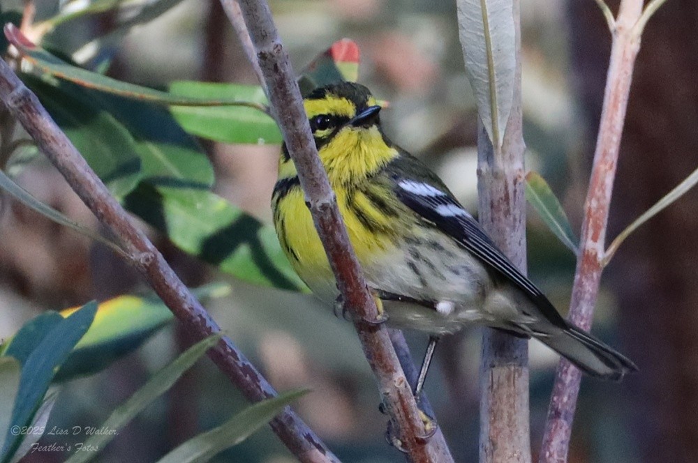 Townsend's Warbler - ML646147540