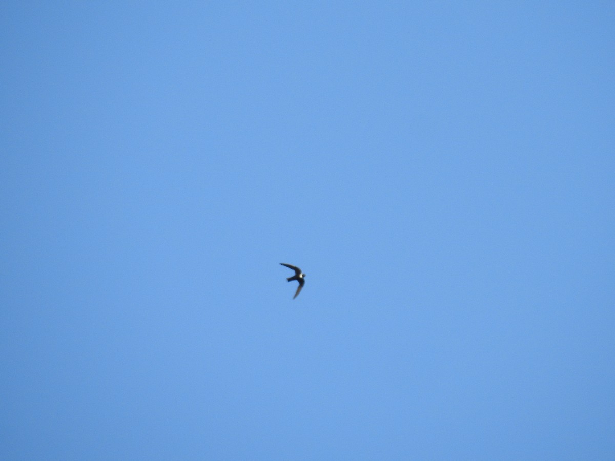 White-collared Swift - ML646147542