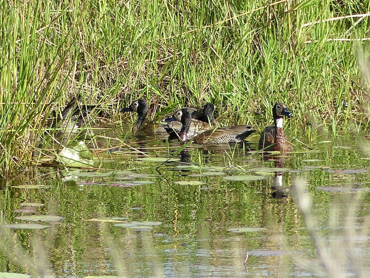 White-faced Whistling-Duck - ML646147544