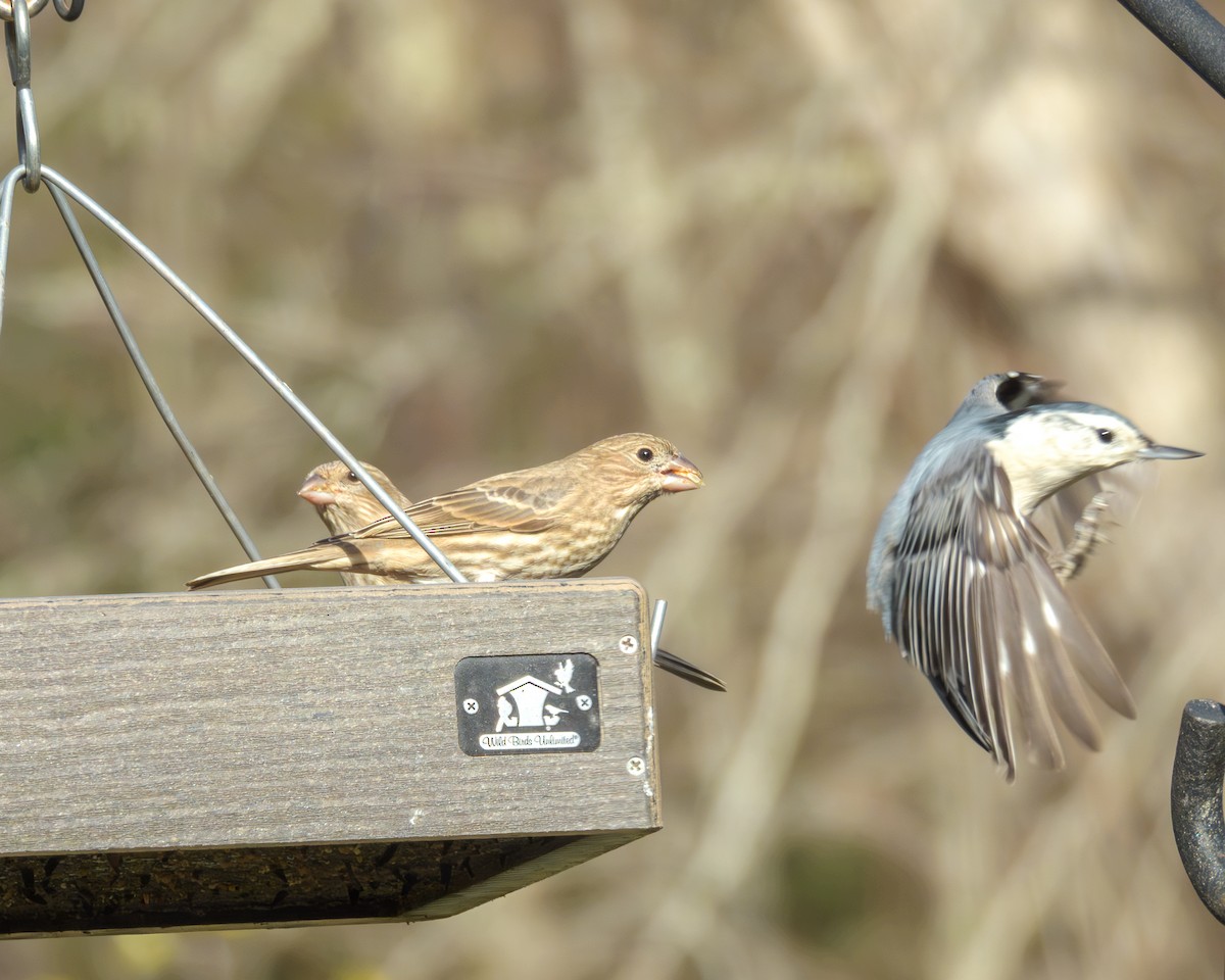 White-breasted Nuthatch - ML646147545