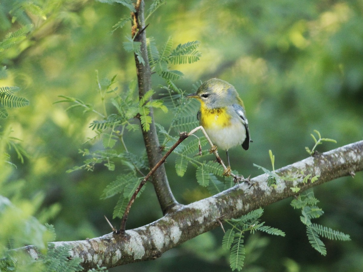 Northern Parula - ML646147546