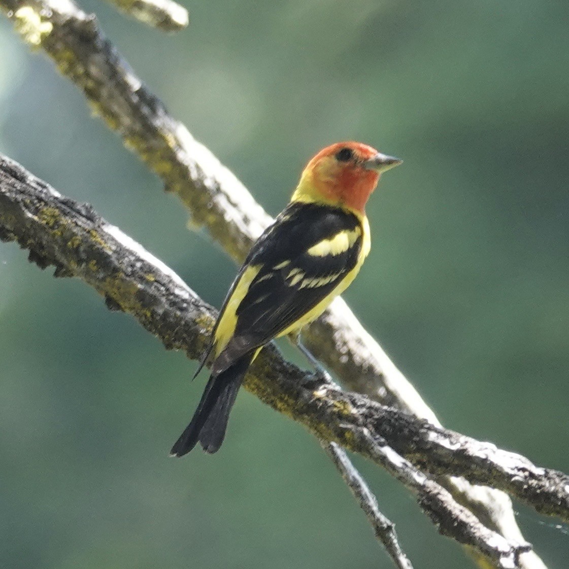 Steller's Jay - ML646147547