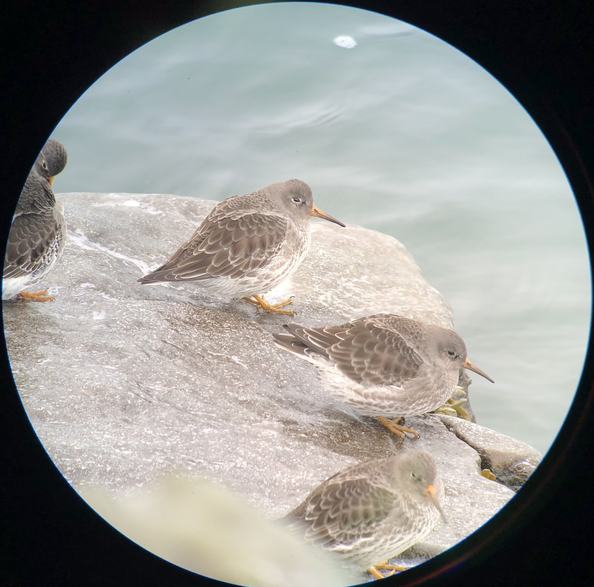 jespák mořský - ML646147548