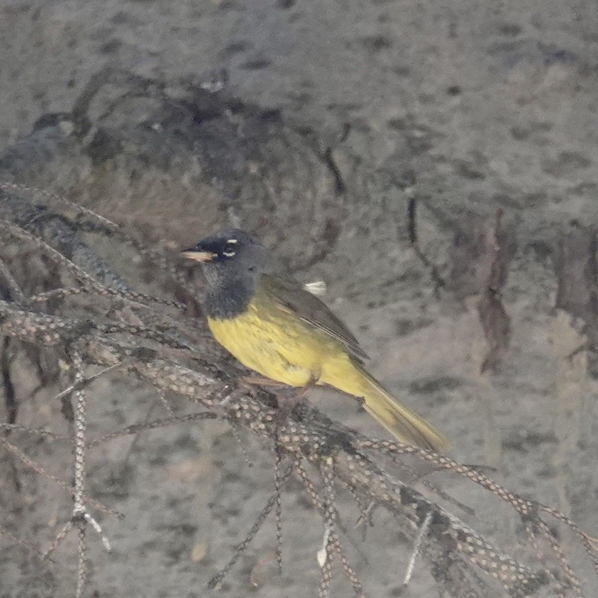 Steller's Jay - ML646147549