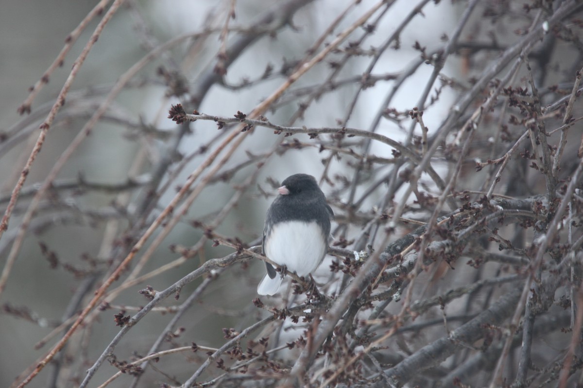 Dark-eyed Junco - ML646147551