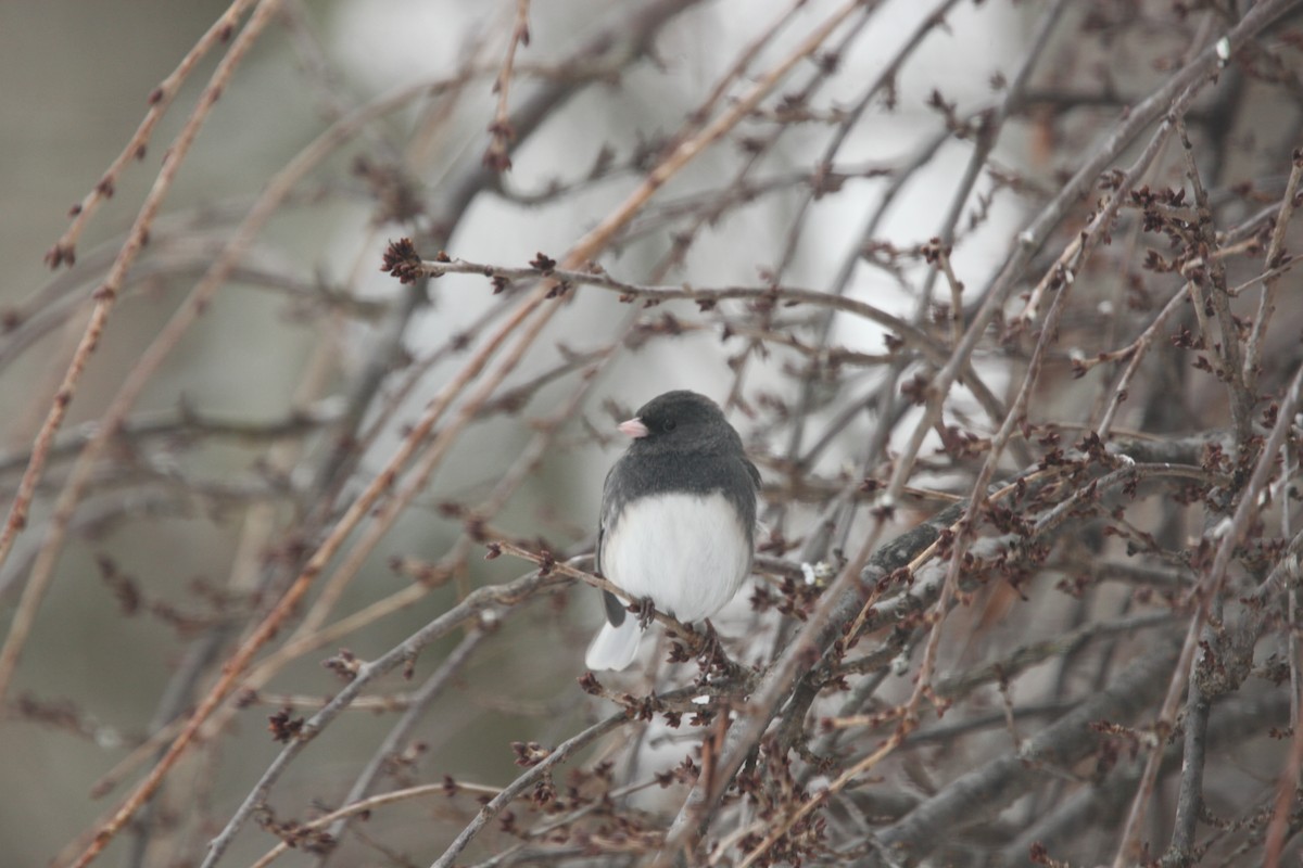 Dark-eyed Junco - ML646147552