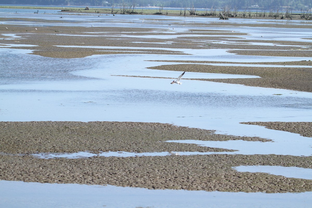 Caspian Tern - ML646147553