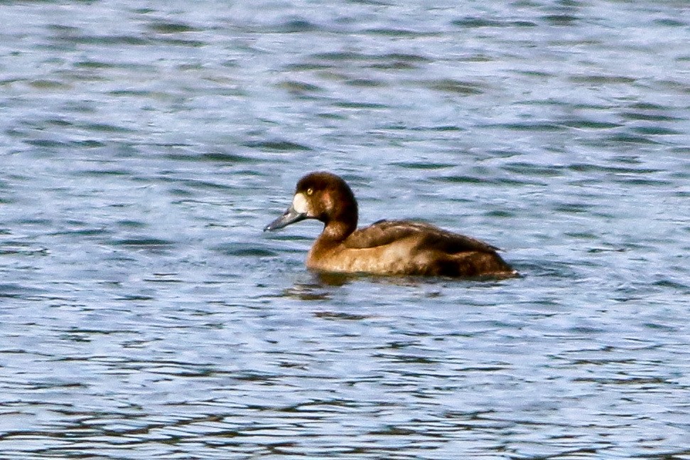 Greater Scaup - ML646147554