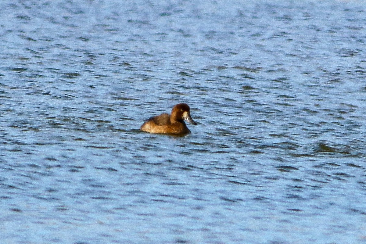 Greater Scaup - ML646147555