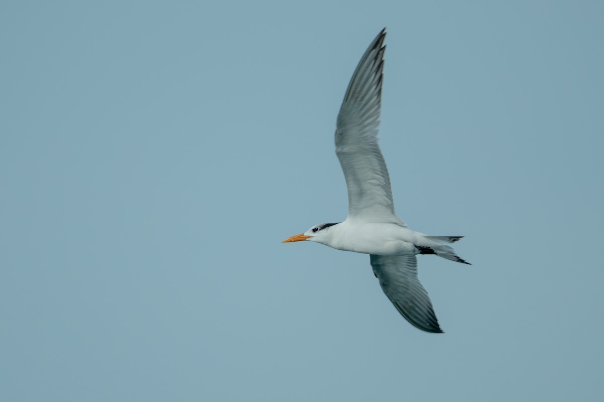 Royal Tern - ML646147556