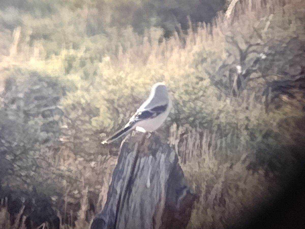 borealvarsler - ML646147558