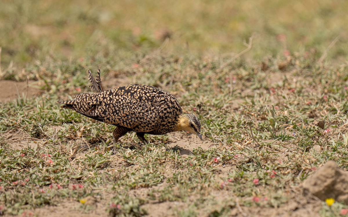 Рябок жовтогорлий - ML646147559