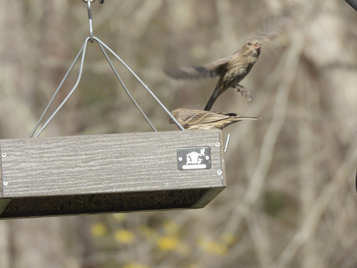 House Finch - ML646147561