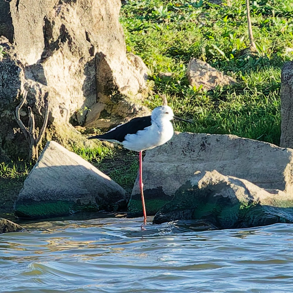 Black-winged Stilt - ML646147562