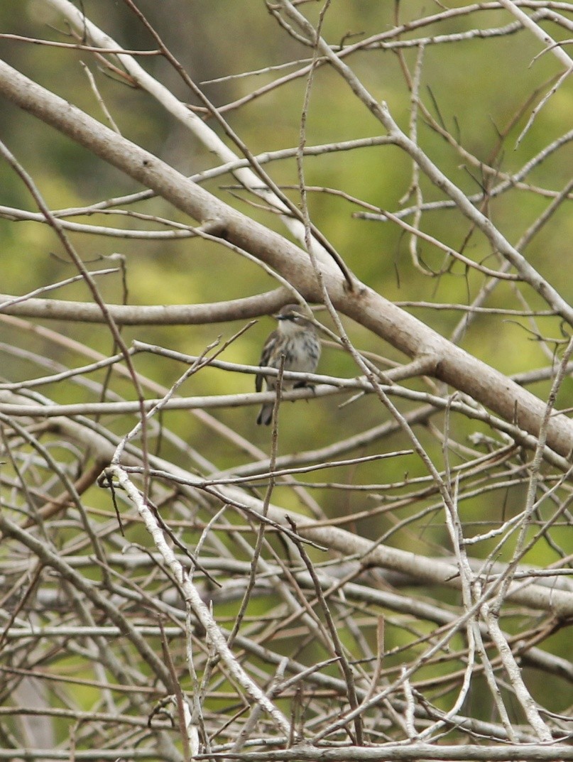 Yellow-rumped Warbler - ML646147563