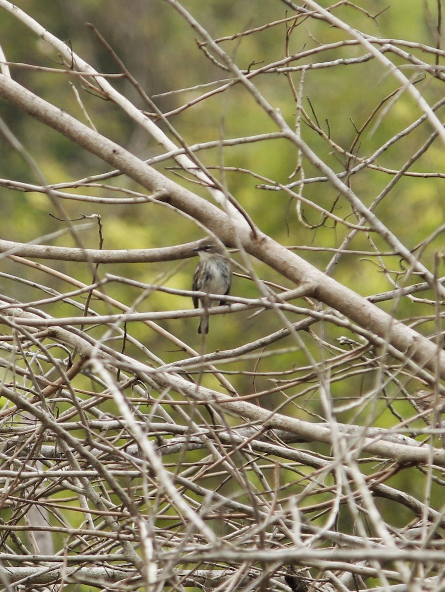 Yellow-rumped Warbler - ML646147564