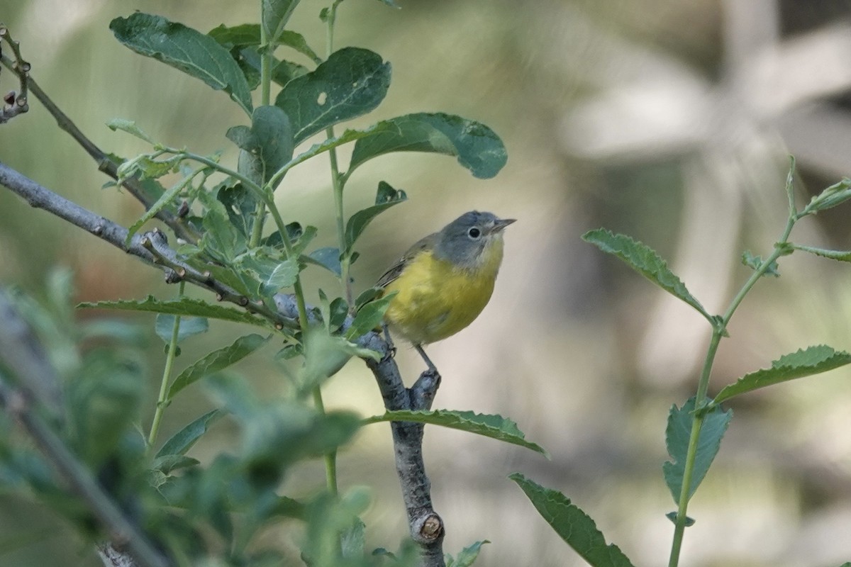 Nashville Warbler - ML646147565