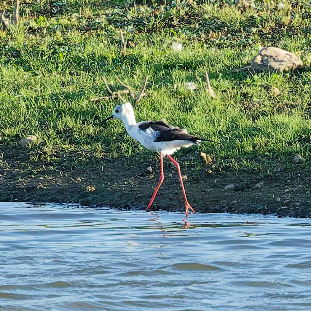 Black-winged Stilt - ML646147566