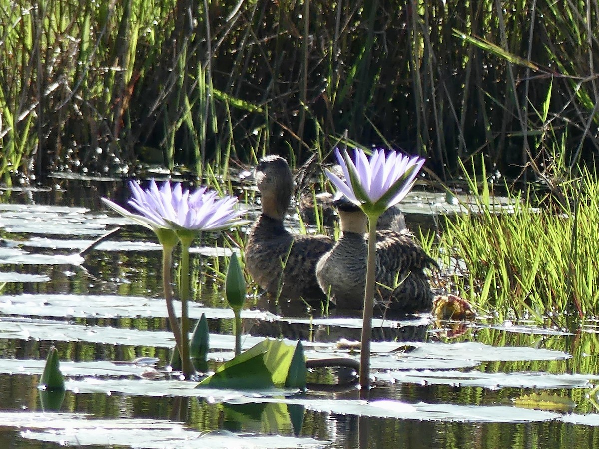 White-backed Duck - ML646147572