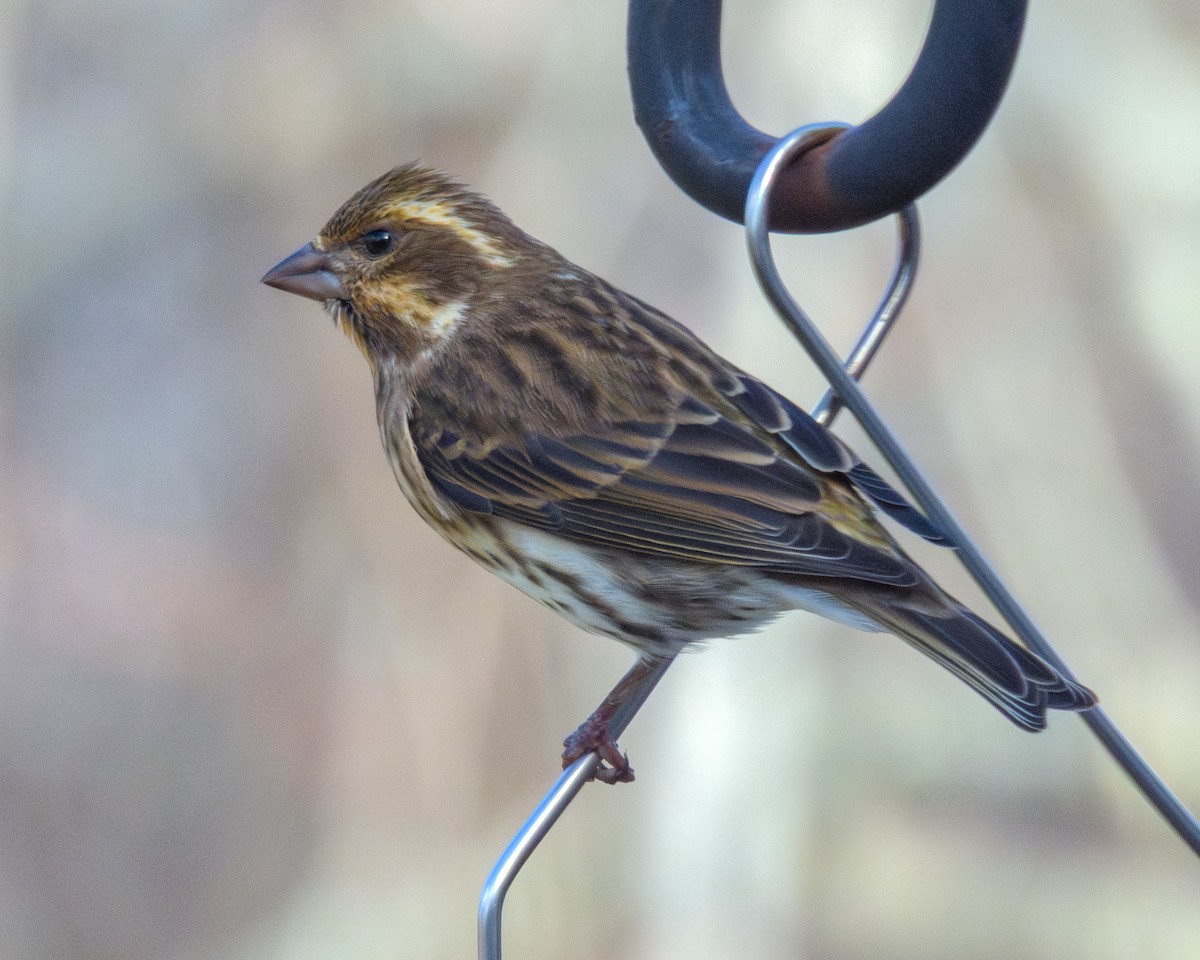 Purple Finch - ML646147578