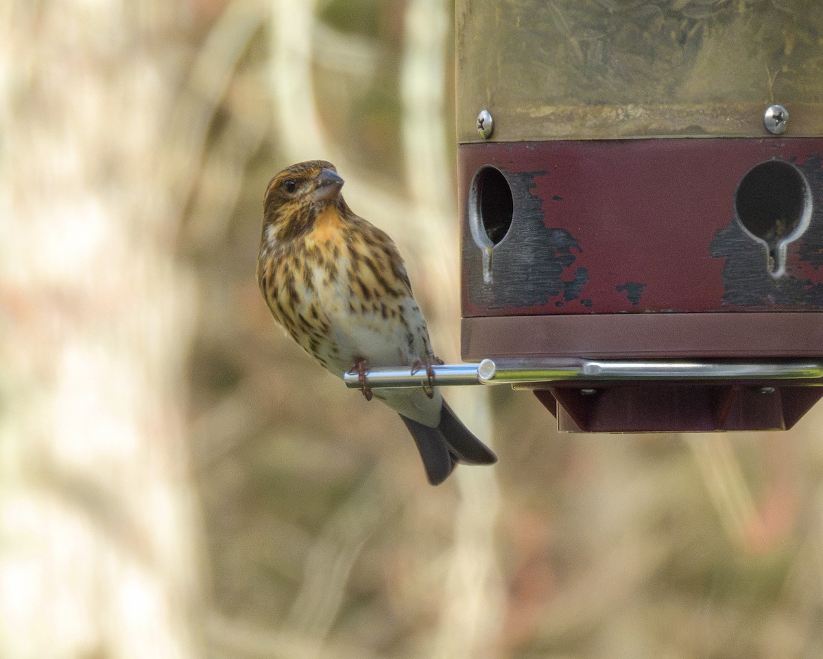 Purple Finch - ML646147579