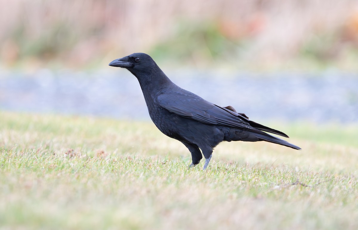 Cuervo Americano - ML646147581