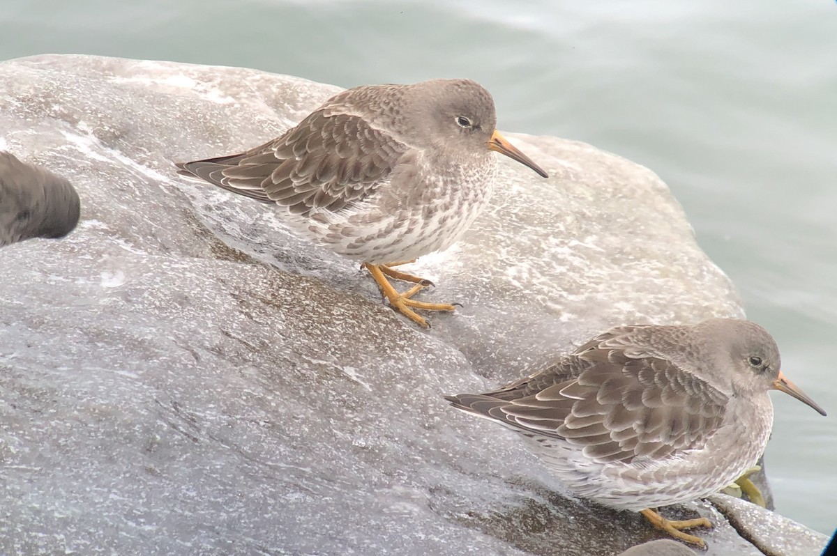 jespák mořský - ML646147585