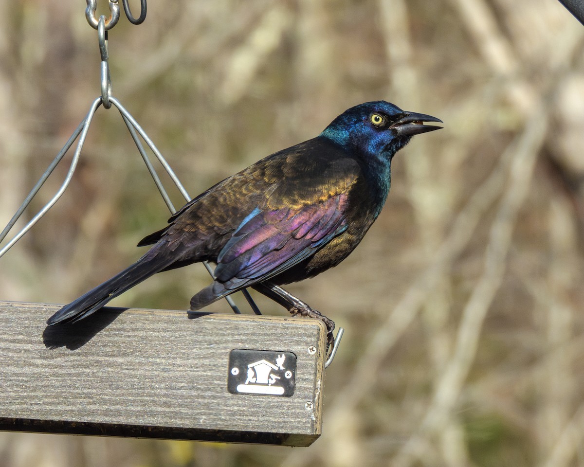 Zanate Común - ML646147592