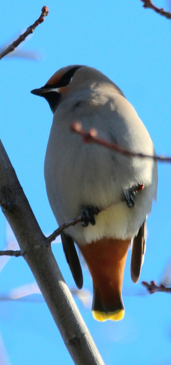 Buztanori boreala - ML646147593