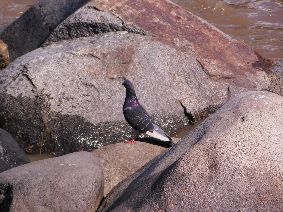 Paloma Bravía (variedad doméstica) - ML646147594