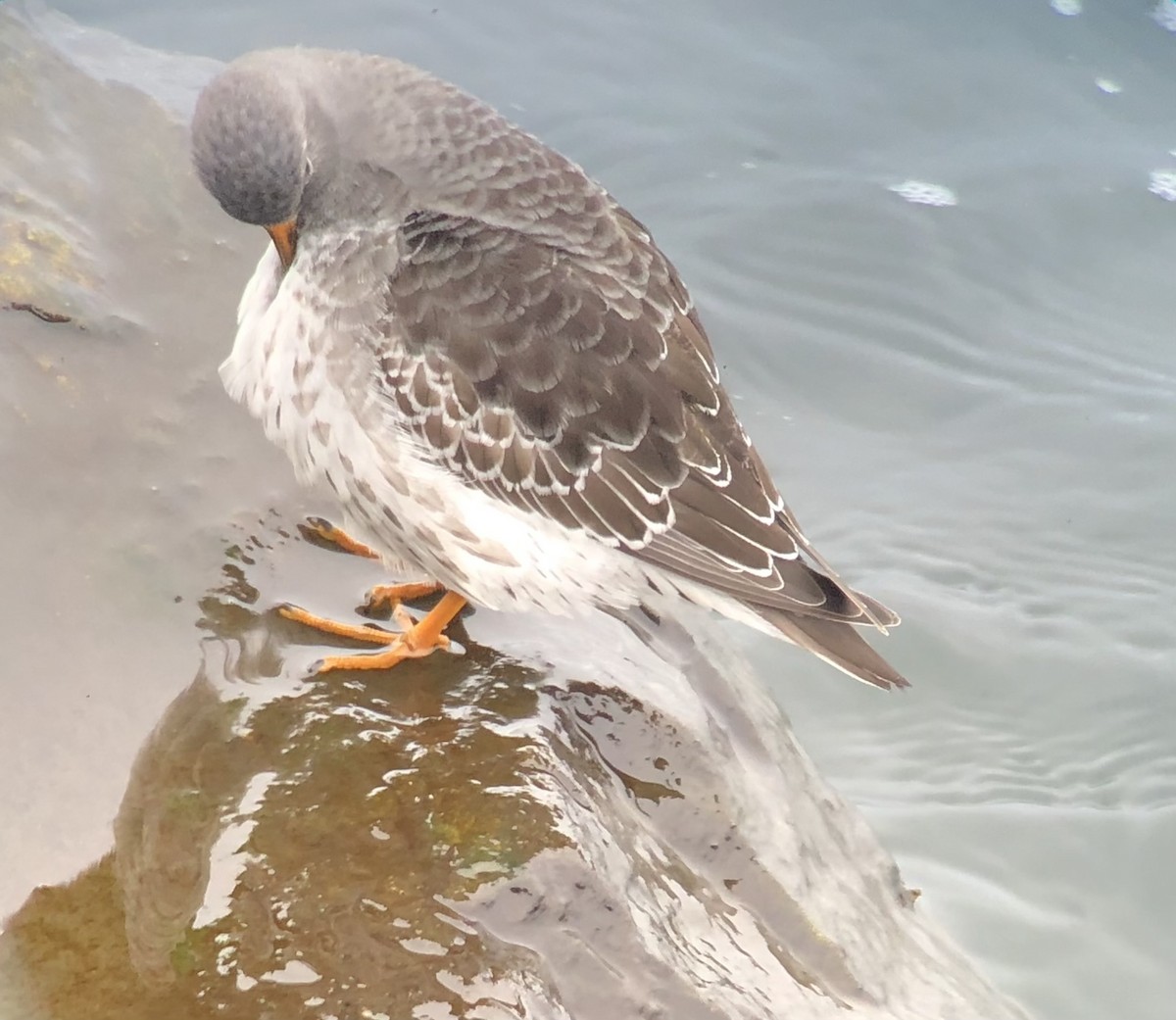 jespák mořský - ML646147597