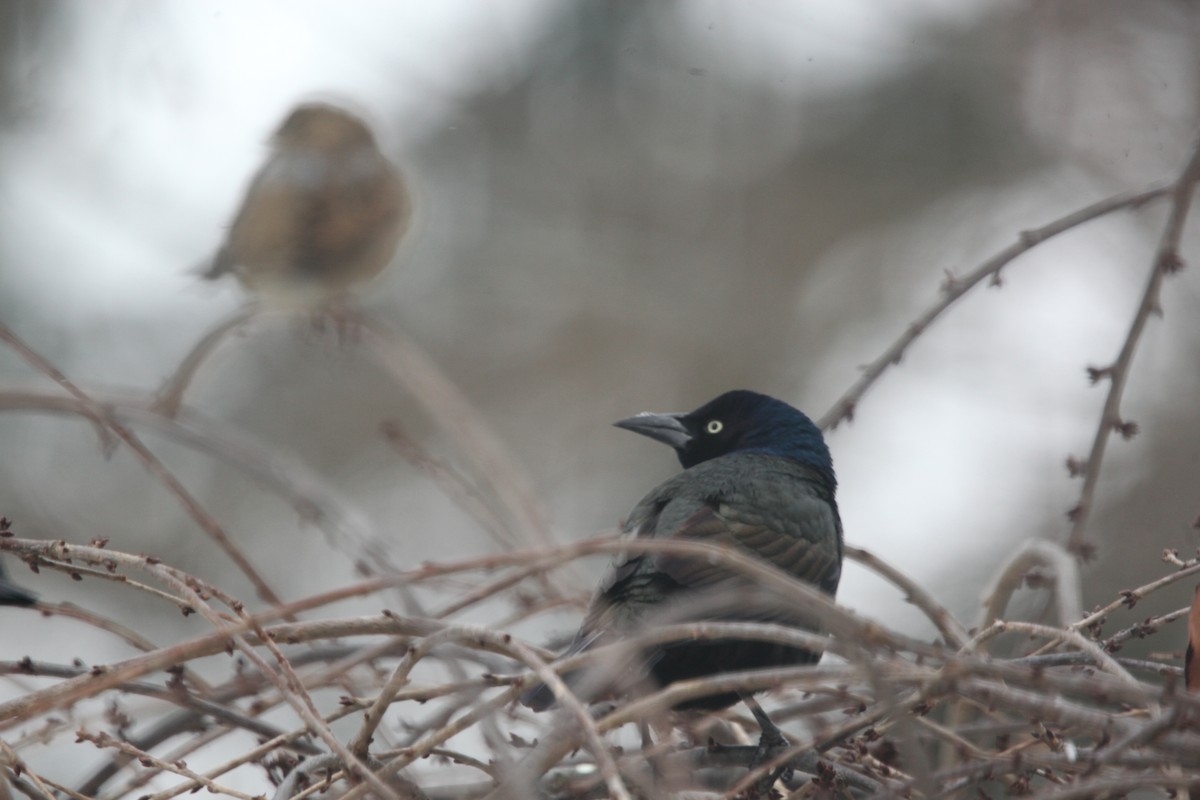 Zanate Común - ML646147599