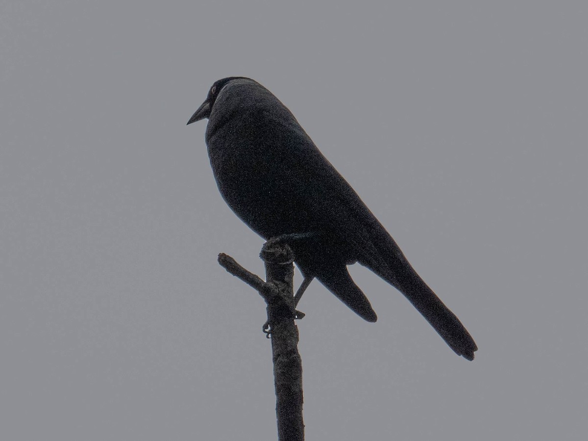 Giant Cowbird - ML646147605