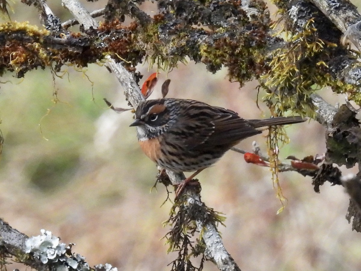 Rufous-breasted Accentor - ML646147609