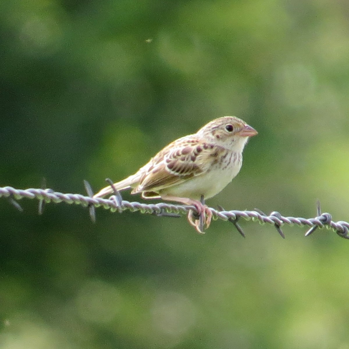 Grasshopper Sparrow - ML64614761
