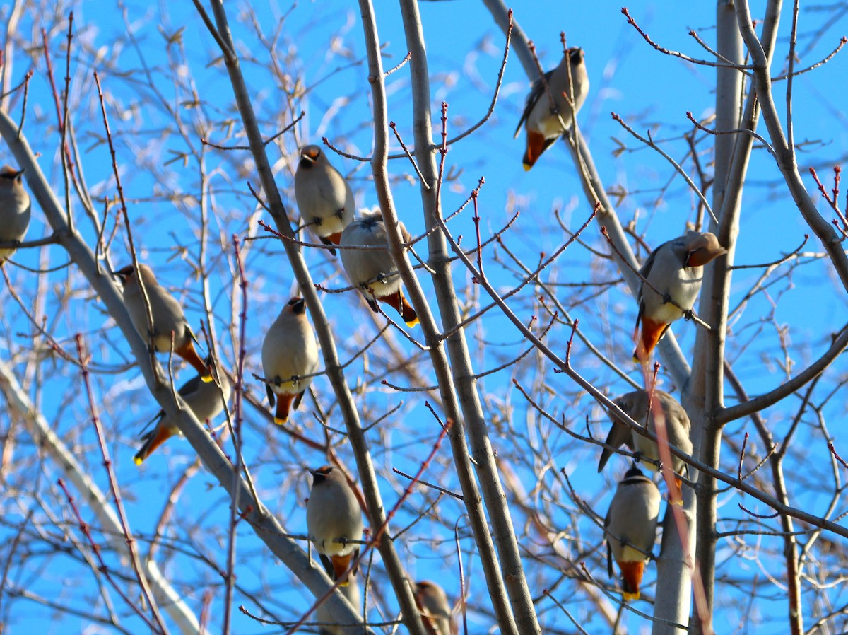 Buztanori boreala - ML646147617