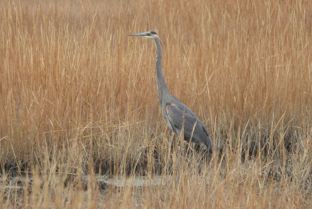 Great Blue Heron - ML646147624