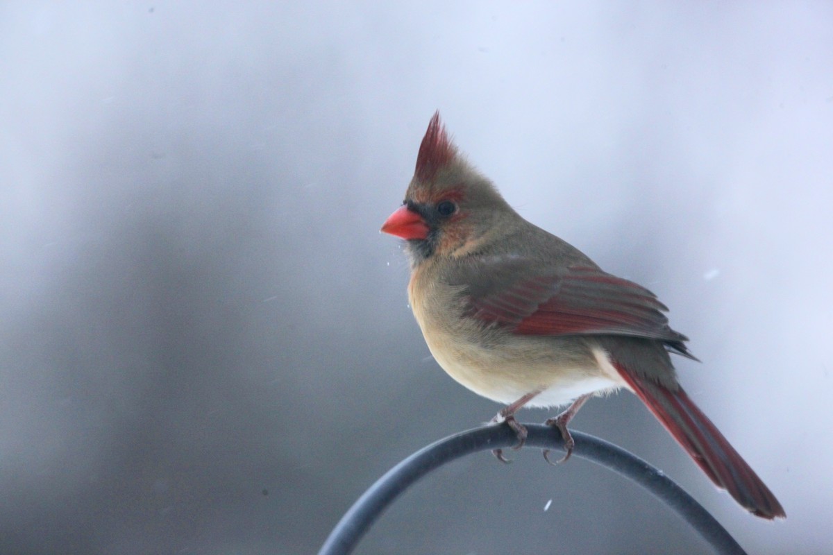 Northern Cardinal - ML646147632