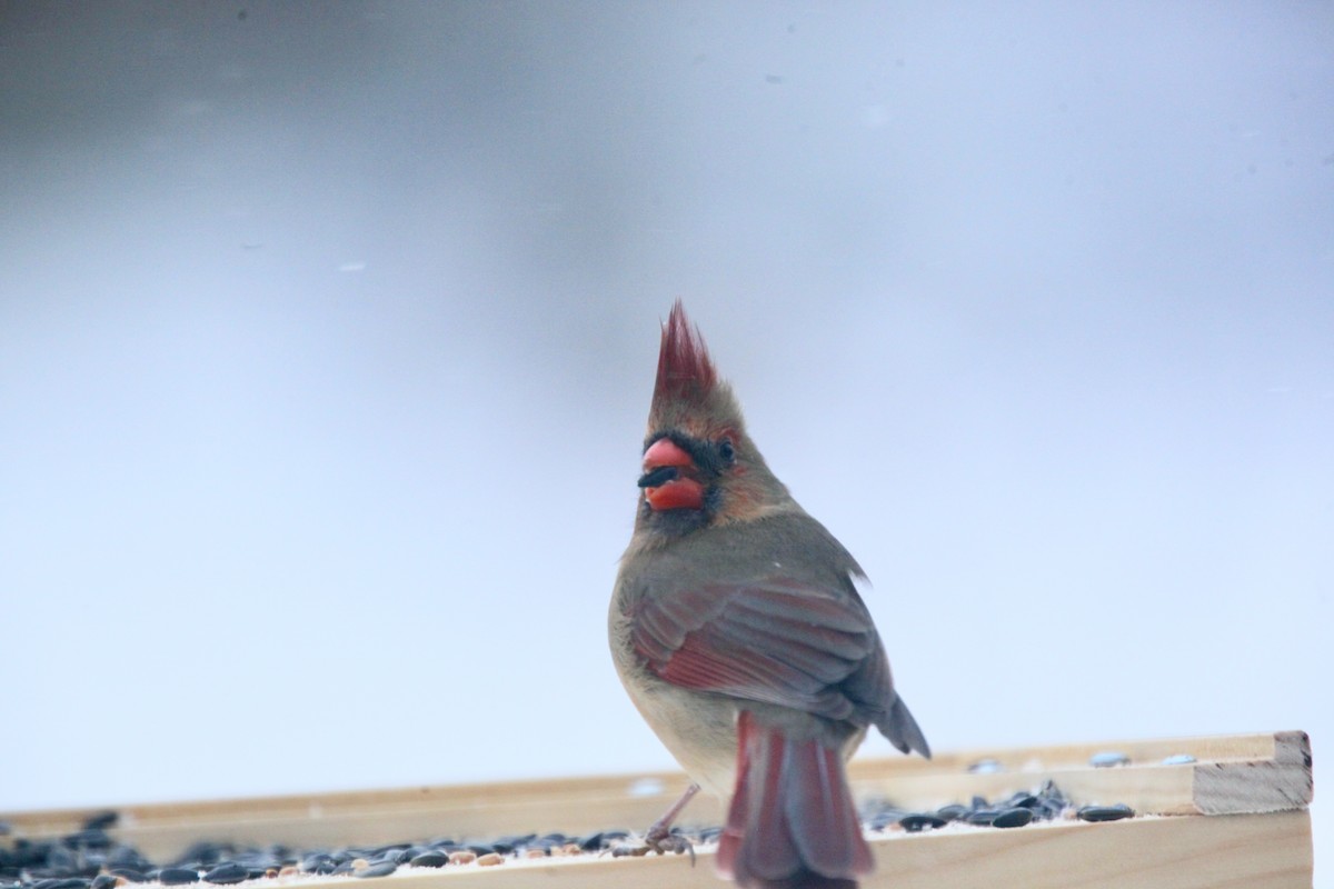 Northern Cardinal - ML646147633