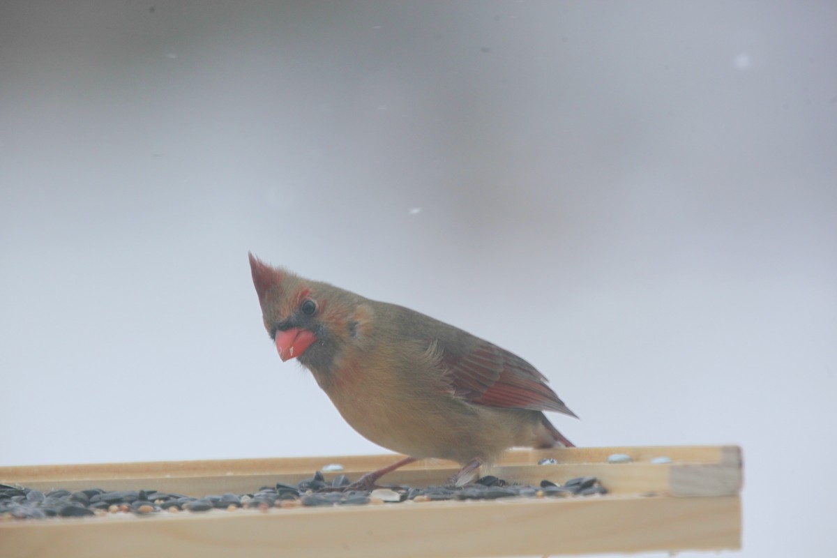 Northern Cardinal - ML646147634