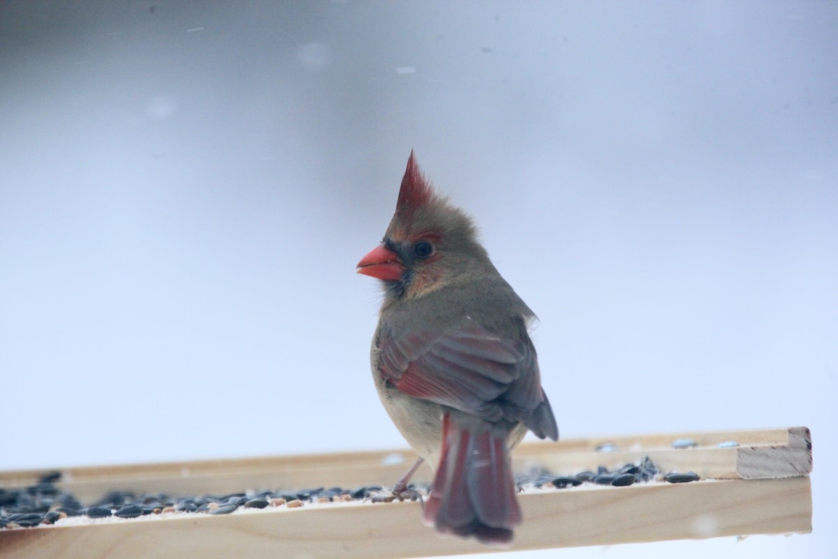 Northern Cardinal - ML646147635