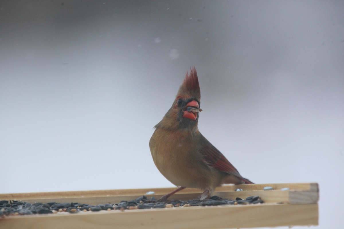 Northern Cardinal - ML646147636