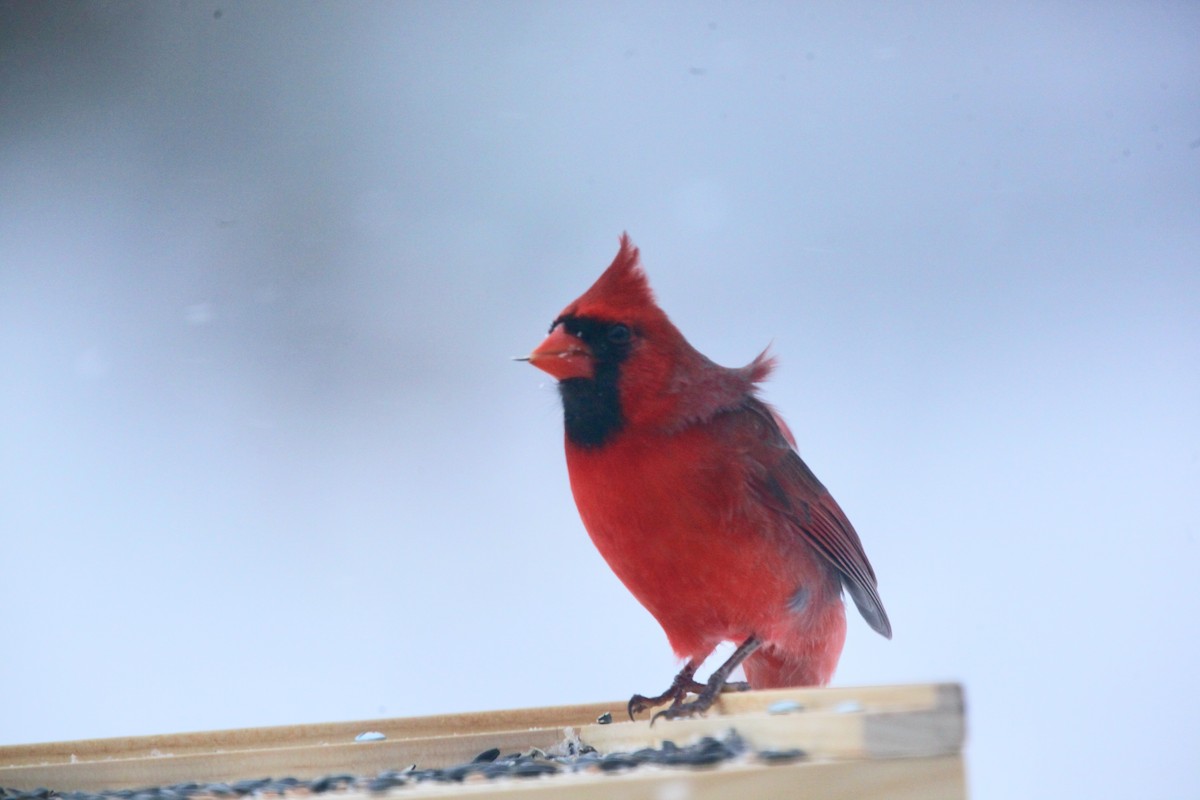 Northern Cardinal - ML646147637