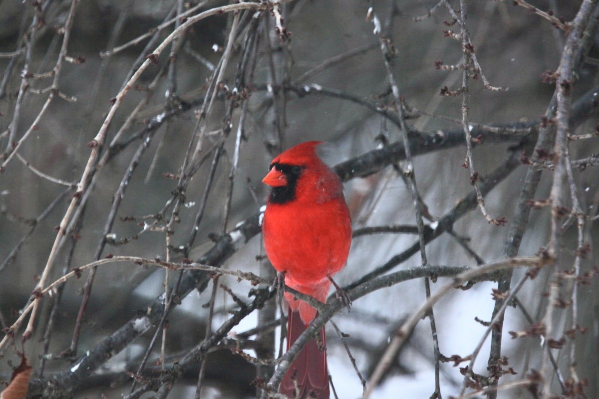Northern Cardinal - ML646147638