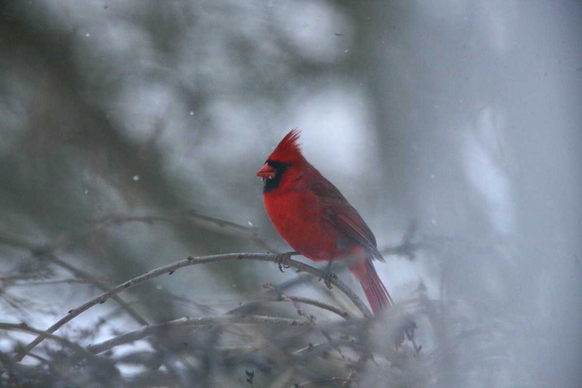 Northern Cardinal - ML646147639