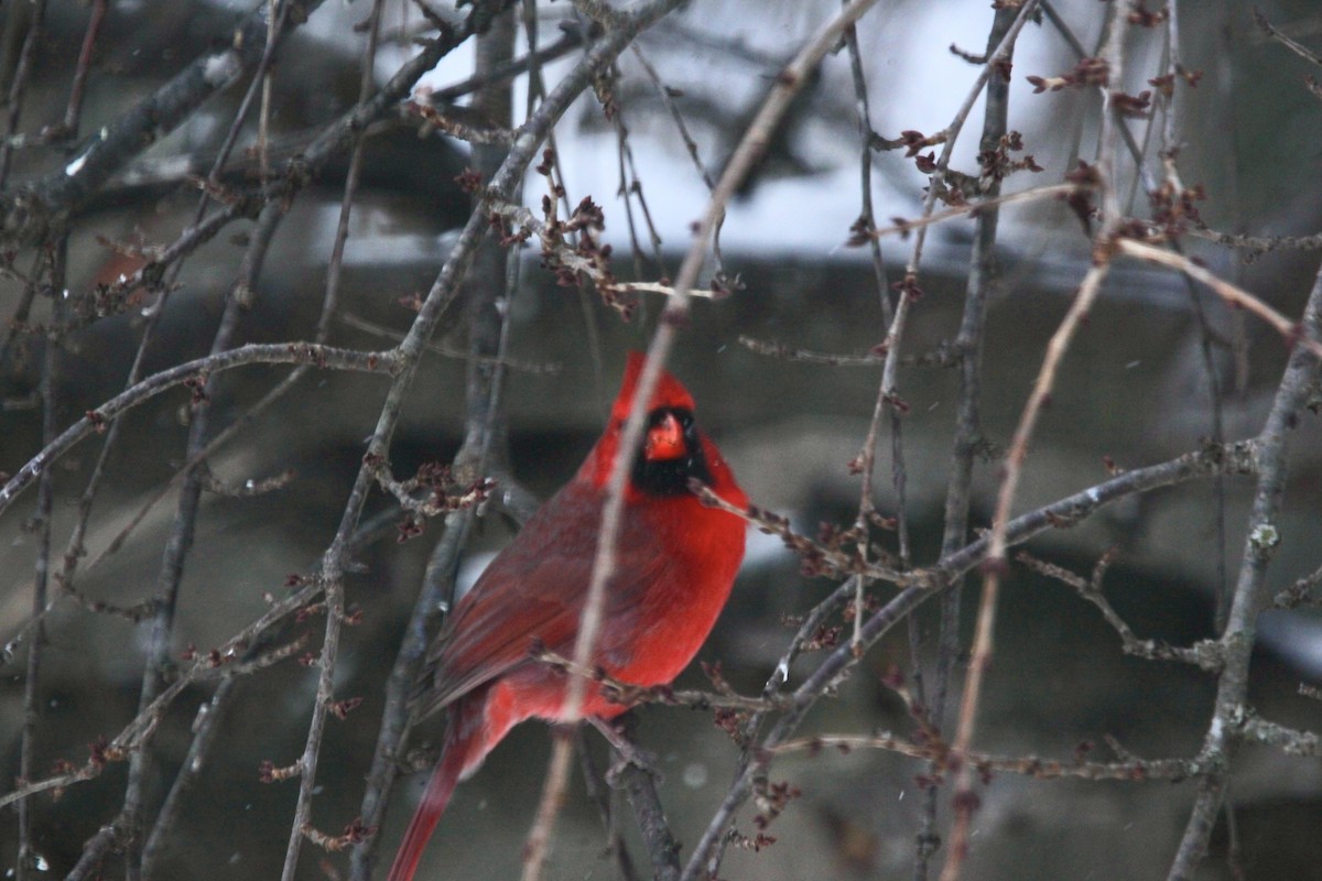 Northern Cardinal - ML646147640