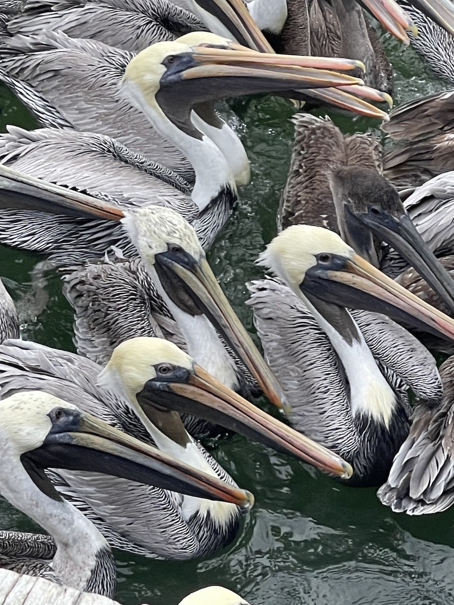 Brown Pelican - ML646147648