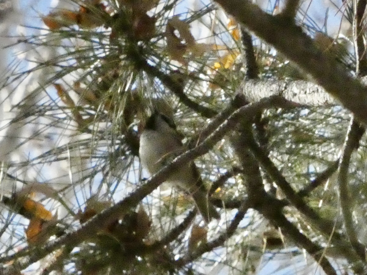 Mountain Chickadee - ML646147650